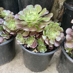 Aeonium Arboreum Appearance,  succulent Suculentas 