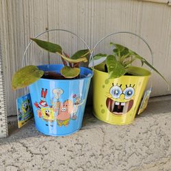 Philodendron Painted Lady, Philodendron White Princess Plants In SpongeBob Buckets