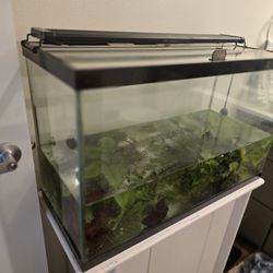 Aquarium, Stand, Hood, Light, Heater, Air Pump And More