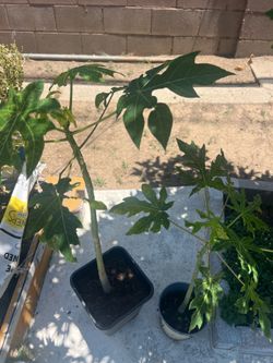 Hawaii papaya trees