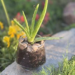 Hexagon Succulent Plant Arrangement 