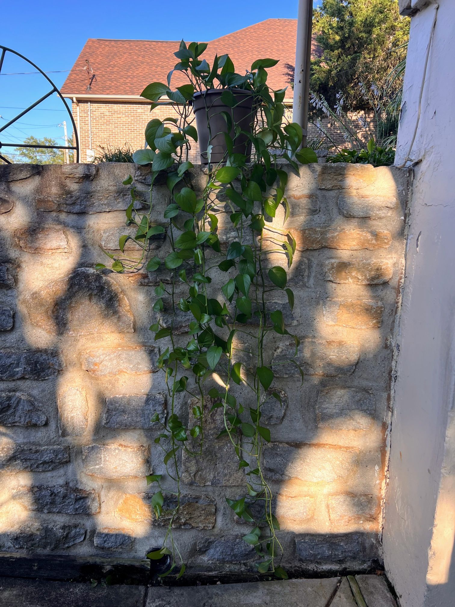 Trailing pothos plant