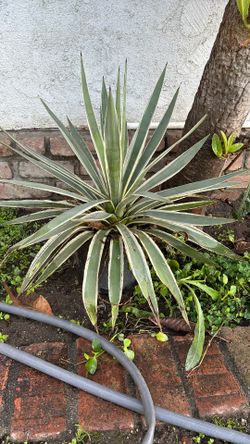 Caribbean Agave plant