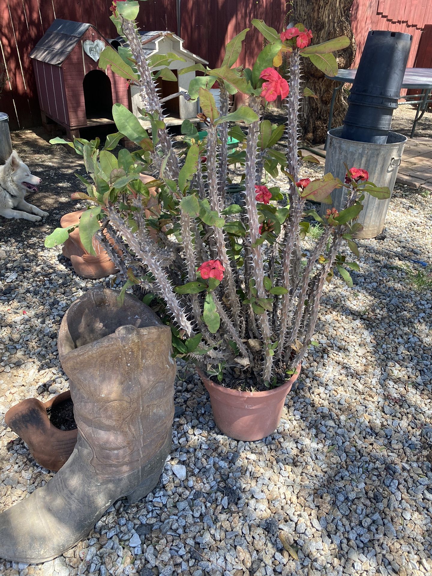 Cactus
