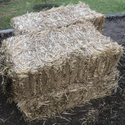 Hay(straw)