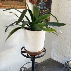 Large Wrought Iron Plant Stand