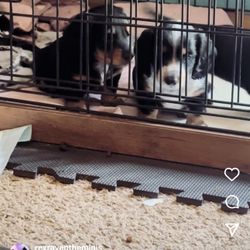 Kennel
