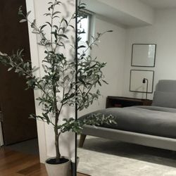 Crate&Barrel Olive Tree 5’