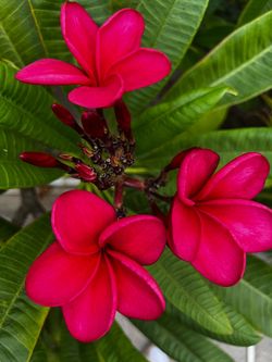 Red plumeria tree