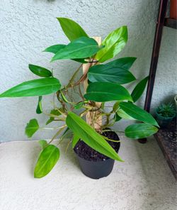 Philodendron  Red Emerald  plant