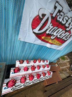 200 Dragon Fruit Varieties to pick