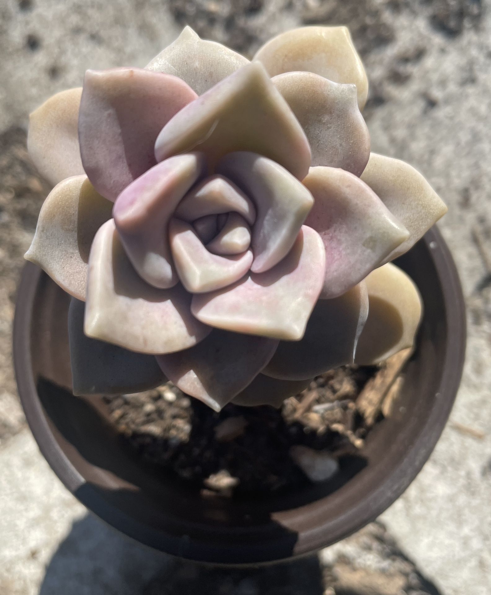 Graptopetalum Succulent 