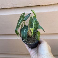 3” variegated alocasia polly
