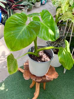 Plants (10”pot🌿Philodendron Nangaritense )