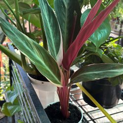 In and Out Plants,