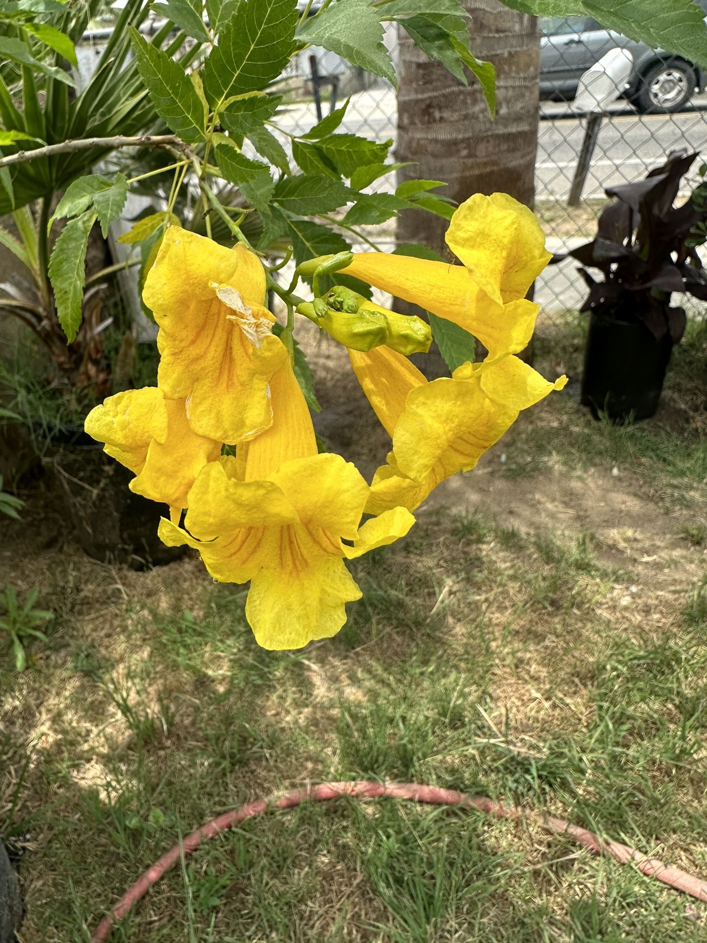 Árbol Tronadora Medicinal Grande