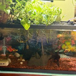 fish tank