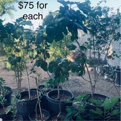 Lsu Gold Fig Plants
