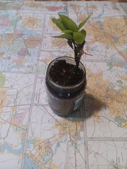 Pecan tree sapling
