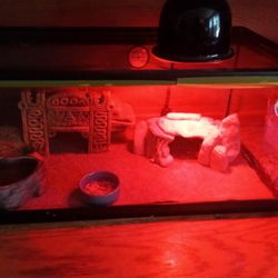 Leopard Geckos And Aquarium
