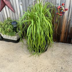 Ponytail plant/palm/ Elephant Palm 