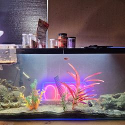 57 Gallon Fish Tank