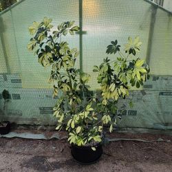 Xl House Plant Variegated Umbrella Tree