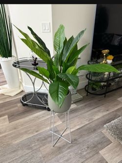 Pretty artificial plant with planter comes with stand ! ( Ask for price)