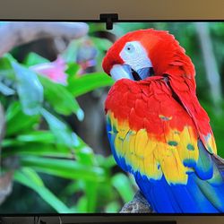 LG 65” C1 OLED TV