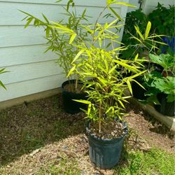 Silk - Clumping, Non Invasive 