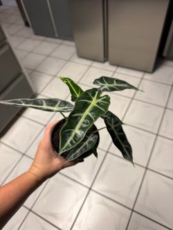 Alocasia bambino “Amazonica”