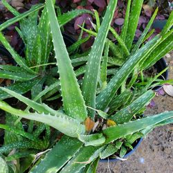 Aloe Vera Plants. Asking $5 For Each Pot.