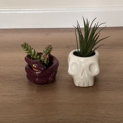 Decorative Succulent Plants