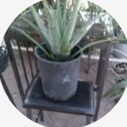 Aloevera