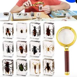 Real Insect Specimens Set