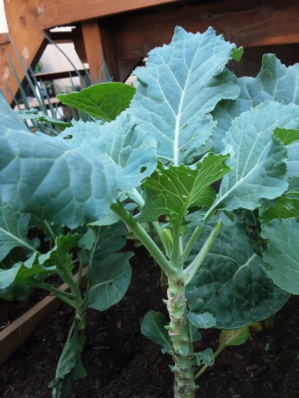 2 Collard Green ( Tree ) Young 14 To 20 Inches Tall (Rooted)