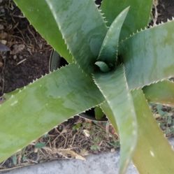 Aloe Vera 