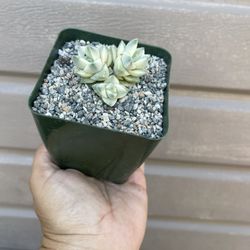 4” Variegated Crassula Moonglow 