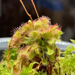 Sundew Carnivorous Plant