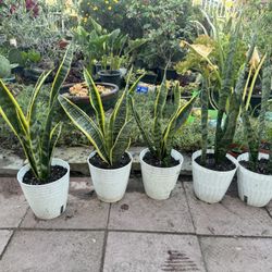 Beautiful Snake Plant 10$ Each
