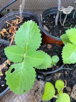 Plantas limón mandarín papaya orégano aguacate