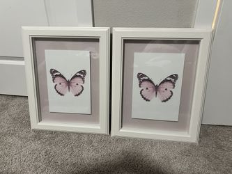 Butterfly Pictures
