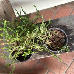 4” Green Succulents Both Shown For $2