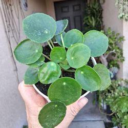 Chinese Money "Pilea Peperomiodes " Plant $15