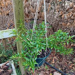 Columnea, LIPSTICK "Tangerine "