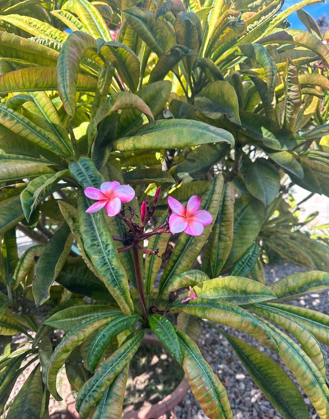 Plumeria Plants