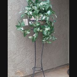 Vintage Wrought Iron Heavy Duty Plant Stand 
41" tall 10 3/4" wide at top 15" base
 