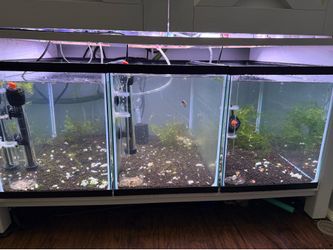 Three 10 gallon shrimp tanks