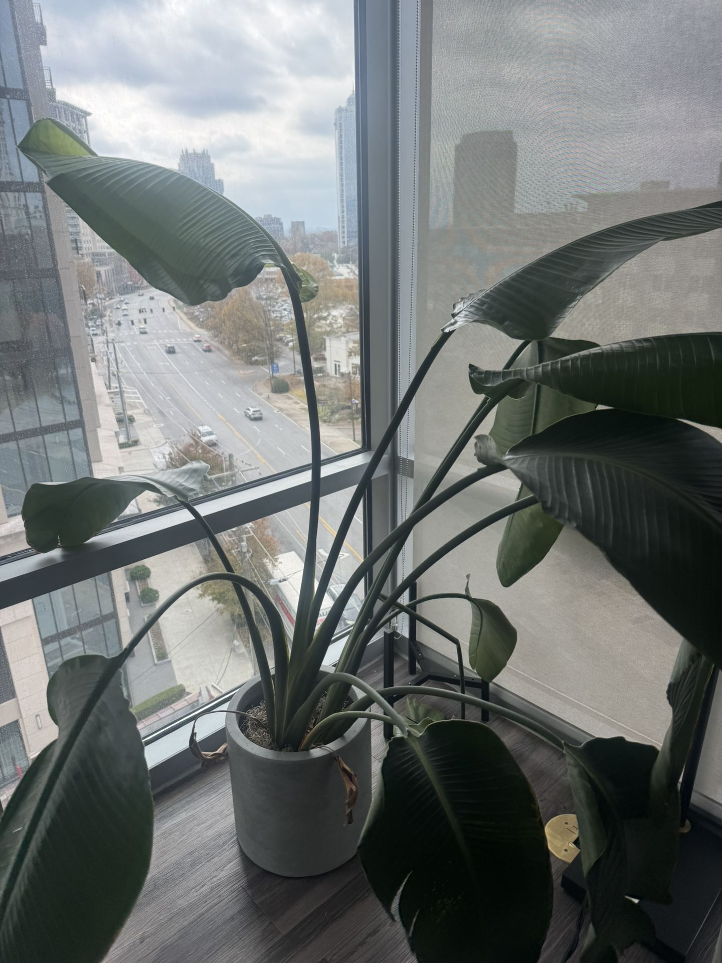 Birds Of Paradise plant