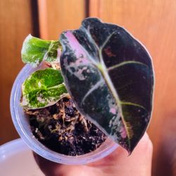 Alocasia Amazonica Pink Emergent Variegated